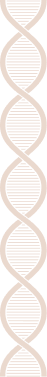 DNA Helix